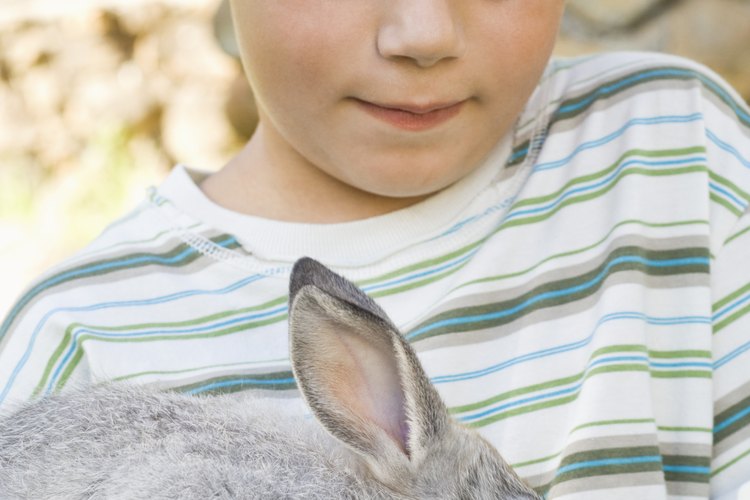 Supervisa a los niños pequeños cuando jueguen con su conejo mascota.