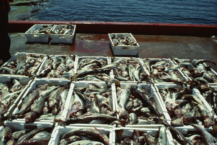 La pesca era una industria importante en la antigua Galilea.