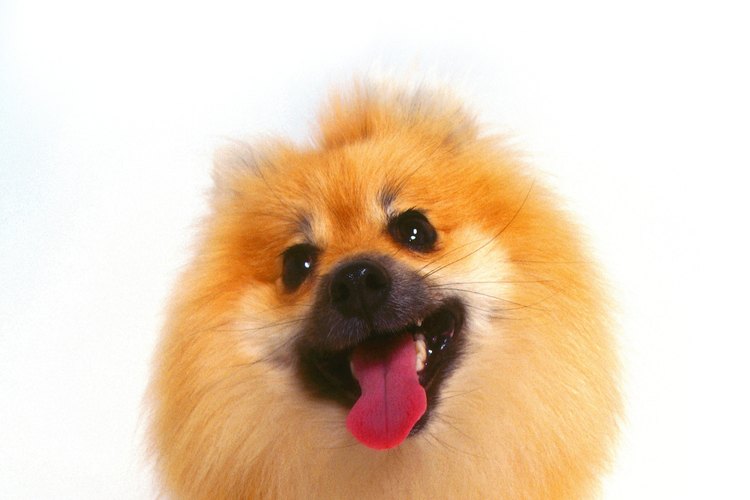Aprende a cuidar el pelaje de tu Pomerania.