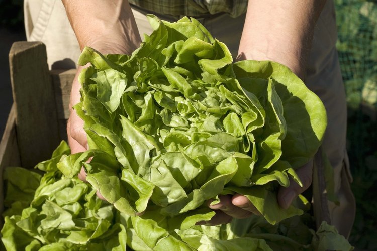 Lechuga