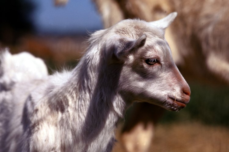 Las cabras bebé necesitan alimentarse con leche por dos o tres meses después de su nacimiento.