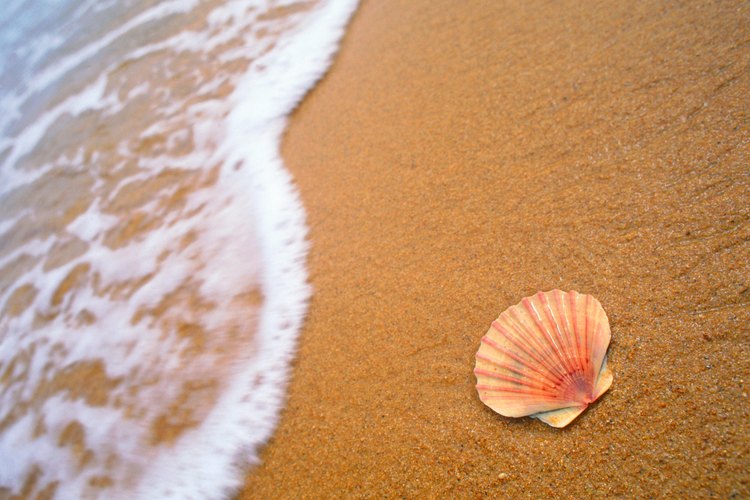 La grava de mar por lo general no se encuentra muy lejos de regiones como la Costa del Golfo, que tienen una gran cantidad de conchas.