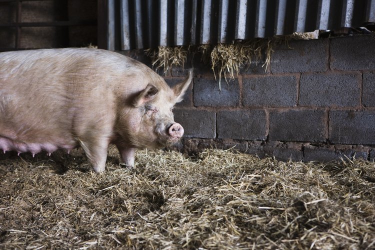 Los judíos tienen prohibido comer carne que provenga del cerdo.