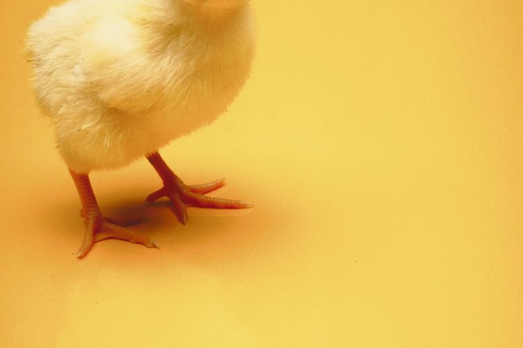 Un gallinero no sólo te suministrará huevos, sino también ingredientes para el compost.