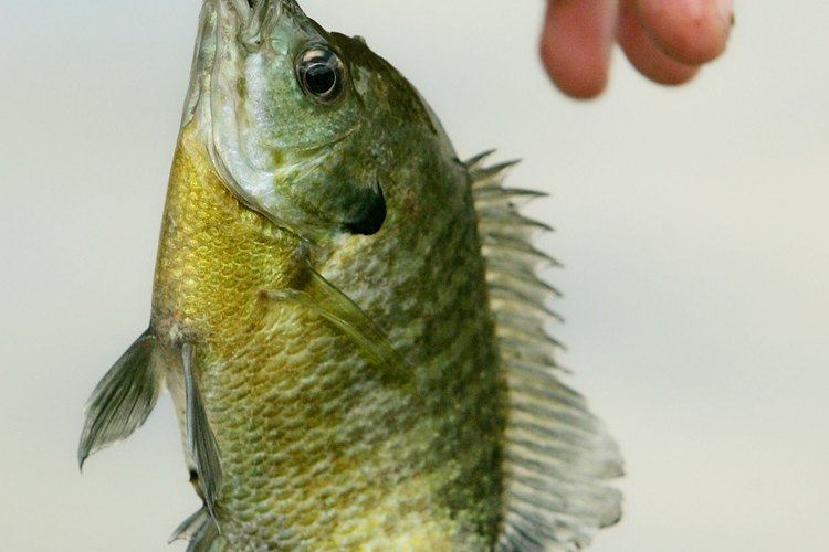 La mojarra de agallas azules se encuentra entre las especies más comunes de brema en Georgia.