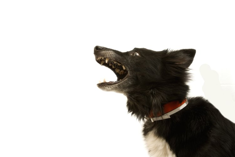 Busca ayuda después de un perro te muerda.