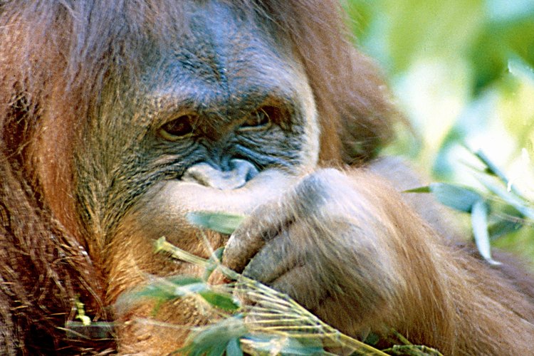 Los orangutanes son solo una de las muchas especies en peligro de extinción valorados como animales de compañía.