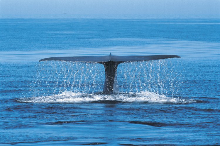 Las ballenas azules se sumergen a grandes profundidades.