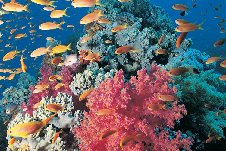 Una barrera coralina hace que las aguas de esta playa adquieran hermosas tonalidades turquesas.