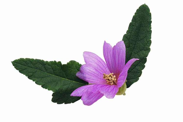 Plantar malvas es muy sencillo.