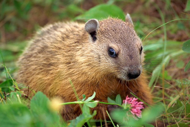 Las marmotas son ardillas de tierra.