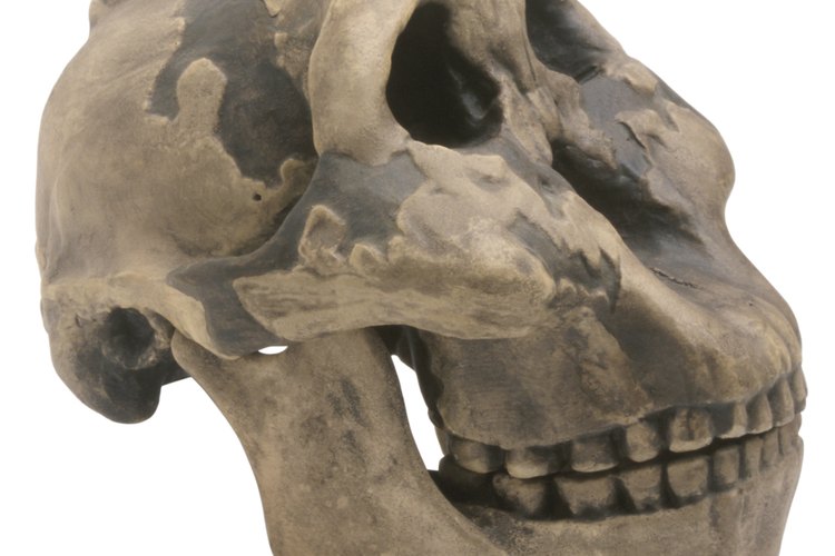 El género Homo incluye a los seres humanos modernos y a sus parientes antiguos ya extintos.
