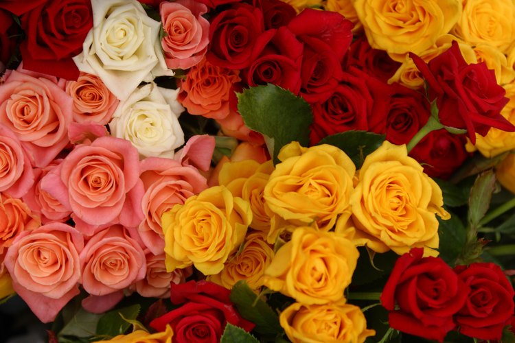 Mantén las rosas cortadas fuera del sol y en un lugar fresco.