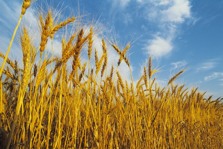 Entiende el crecimiento de las plantas de trigo