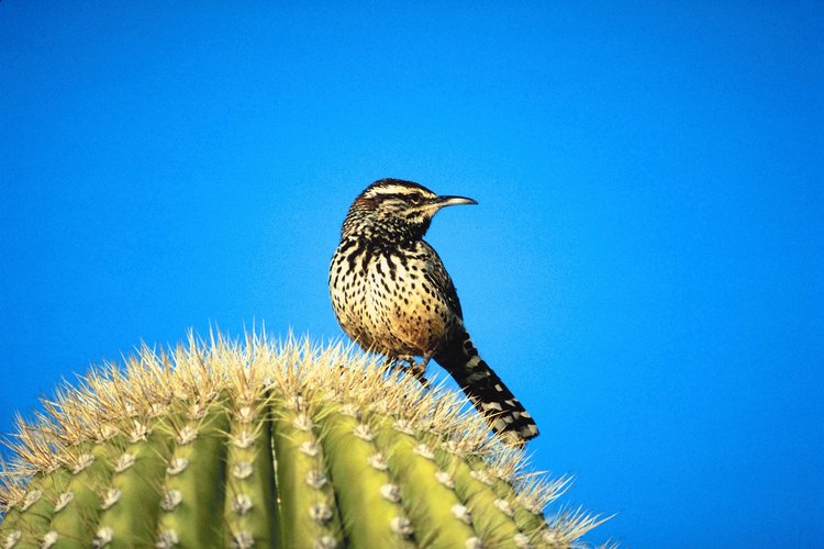 Reyezuelo cáctus