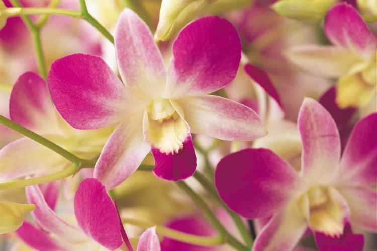 Cortar orquídeas es importante para su salud.