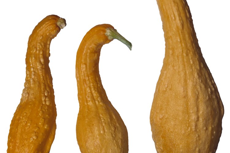 Los calabacines amarillos son favoritos del verano.