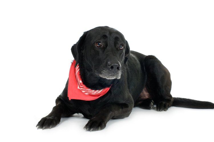 Haz un collar antipulgas natural para tu perro.