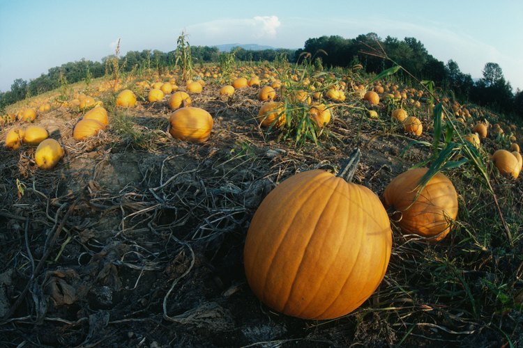 Las calabazas se benefician con la aplicación de mantillo y fertilizante.