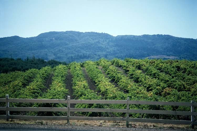 Las uvas maduran más temprano en suelos arenosos debido a que estos suelos se calientan rápidamente.