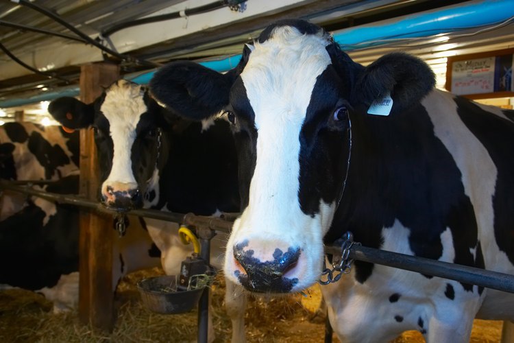 La inseminación artificial se utiliza para mejorar la calidad genética del ganado lechero y de carne.