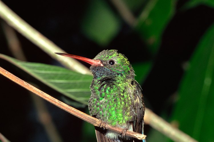 Esta fórmula es adecuada tanto para alimentadores de colibríes como de oriólidos.