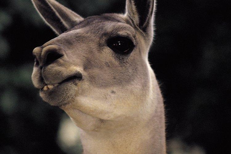 Las llamas y las alpacas están muy relacionadas.