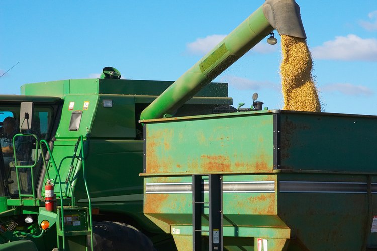 El sorgo es una cosecha de grano útil en regiones más secas de los Estados Unidos.