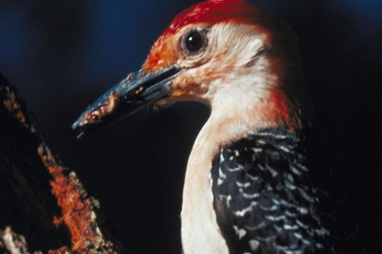 Los pájaros carpinteros son ruidosos y pueden dañar los árboles.