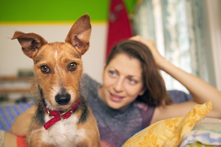 Las orejas sanas son sinónimo de un perro saludable.