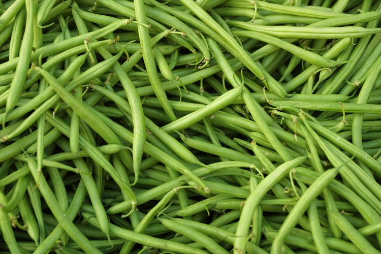 Las vainas de frijoles inmaduras se comen como frijoles verdes.