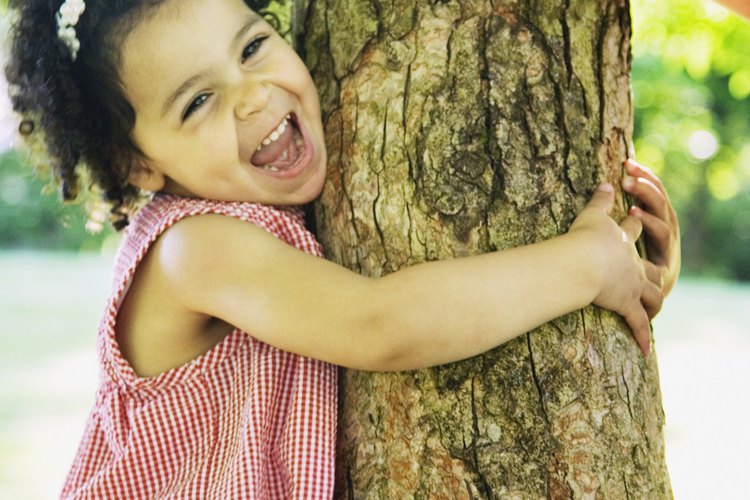 A pesar de su poca longevidad es un árbol que constantemente se ve en Europa, América y Asia.