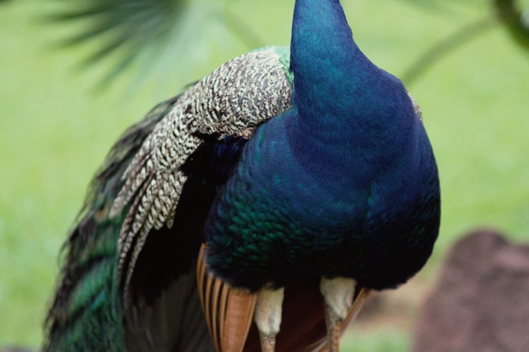 Los pavos reales machos abren sus plumas para llamar la atención de las hembras.