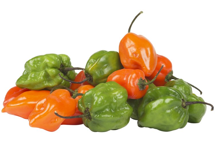 El pimiento ají dulce es verde al principio, pero con la edad se vuelve naranja.