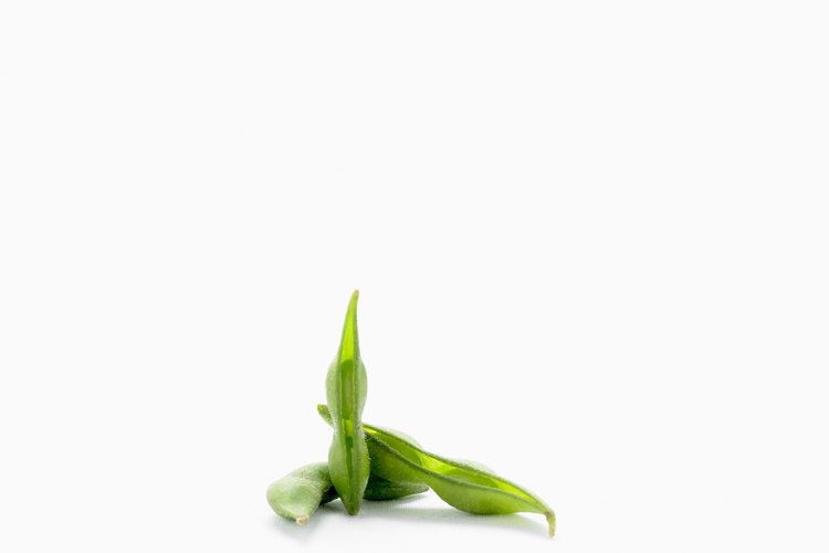 La soja contiene 16 porciento de aceite y 38 porciento de proteína.