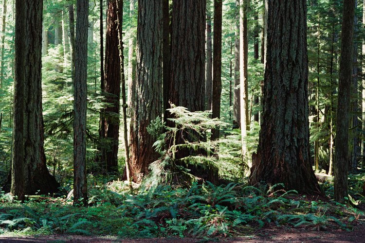 Los animales viven a diferentes niveles en el bosque tropical, desde el suelo hasta las copas de los árboles.