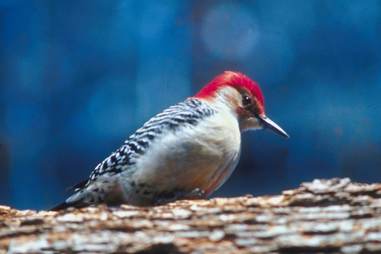 Los pájaros carpinteros de América del norte pueden encontrarse comiendo insectos en áreas boscosas.