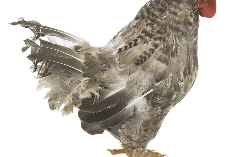 Hacer salchichas de pollo caseras es algo que la mayoría de la gente no tiene en cuenta.