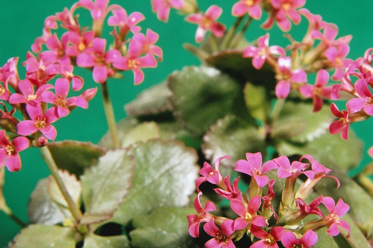 Las plantas de kalanchoe se deben cortar cuando terminan de florecer.