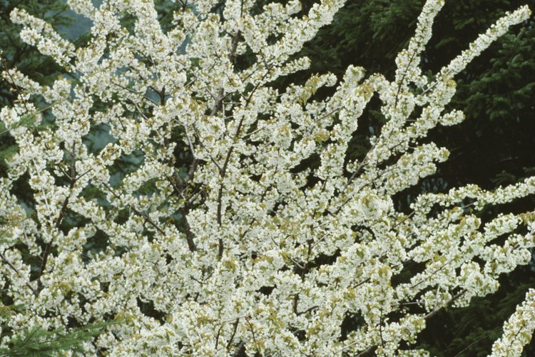 Los árboles de cerezos en flor se propagan a partir de esquejes.