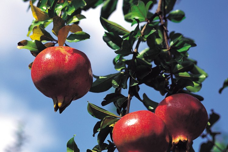 Pesados frutos cuelgan de las ramas de un granado.