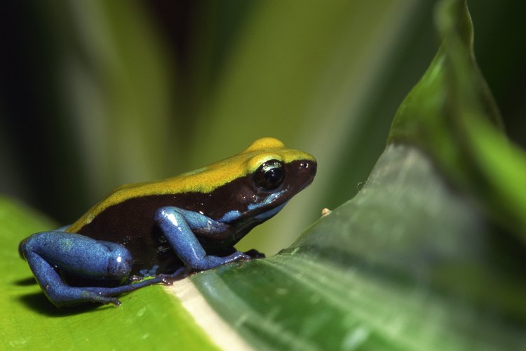 Dendrobates tinctorius, también conocida con el nombre común de rana dardo, es una especie venenosa.
