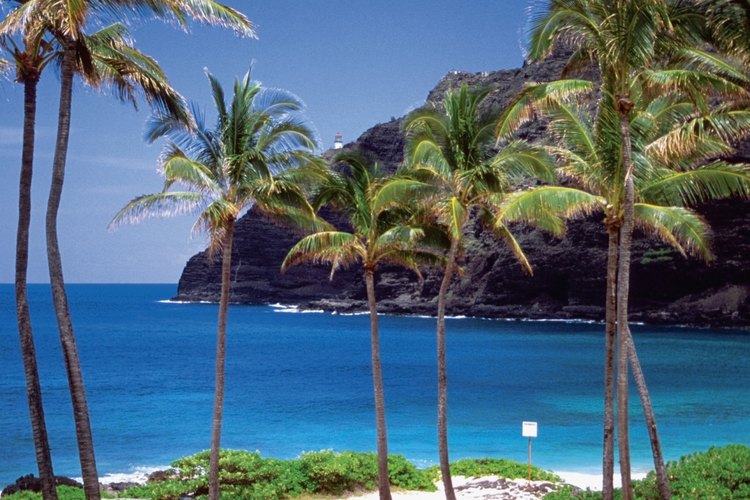 Las palmeras, así como los árboles de palo fierro crecen en Waimanalo Bay.