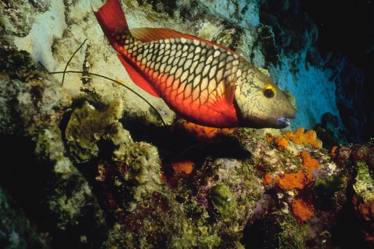 El blanquillo vive en cañones en el arrecife continental.