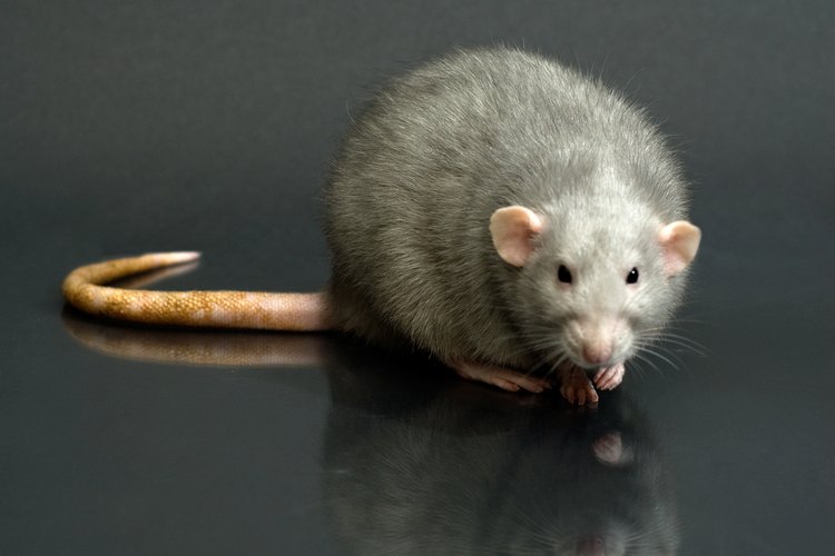 Enfermedades que los perros contraen de las ratas.