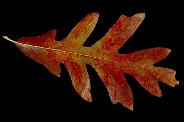 La hoja de roble rojo le debe su nombre al color que toma en otoño.