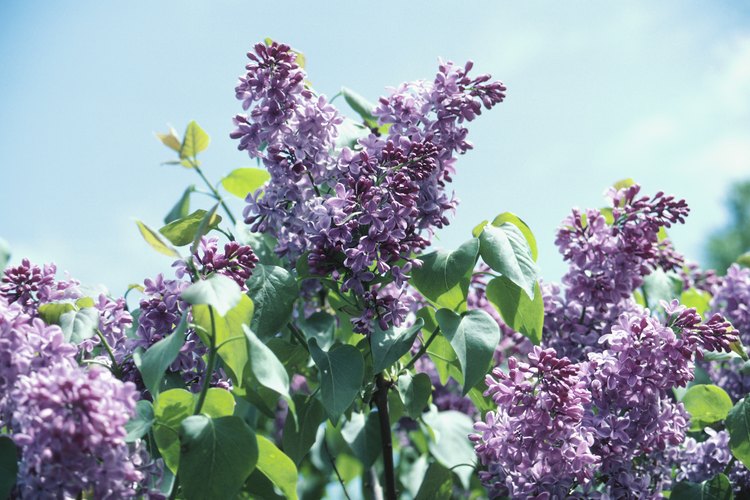 Las lilas pueden crecer en enormes setos de flores.