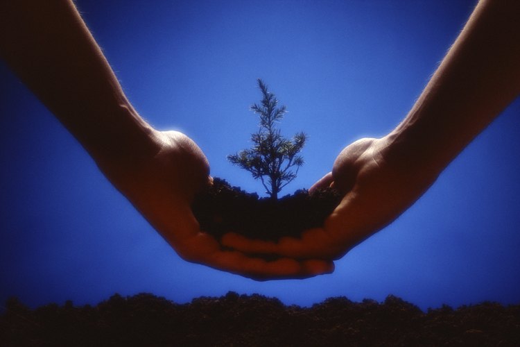 Hacer crecer un árbol más en tu jardín es tan fácil como cortar una rama pequeña del mismo.