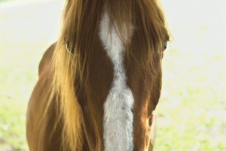 Mantén la crin de tu caballo prolija utilizando el método de jalado a mano.