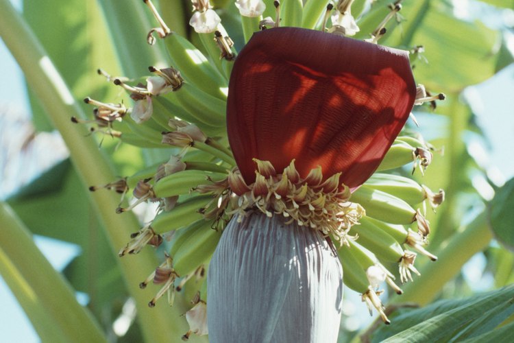 Las flores del plátano abren por partes. Las flores femeninas abren primero.